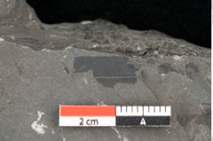 Foto (Detailansicht) von Dictyophyllum obtusilobum Sch. (NHMW-GEO-2024-0188-10505)